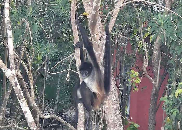 Jungle Retreat With Master * Puerto Morelos